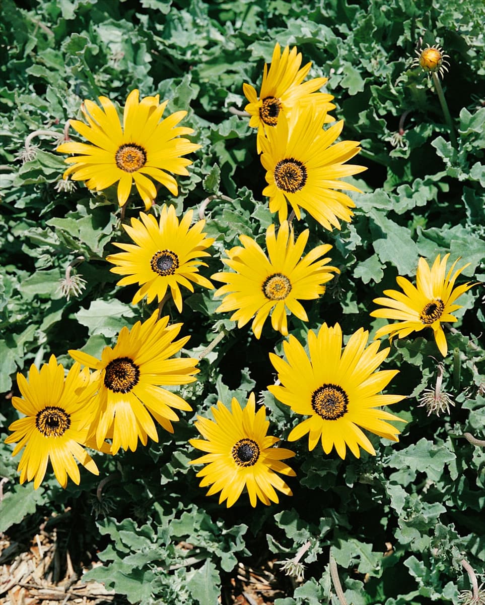 Arctotis acaulis yellow