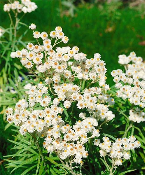 ANAPHALIS TRIPLINERVIS