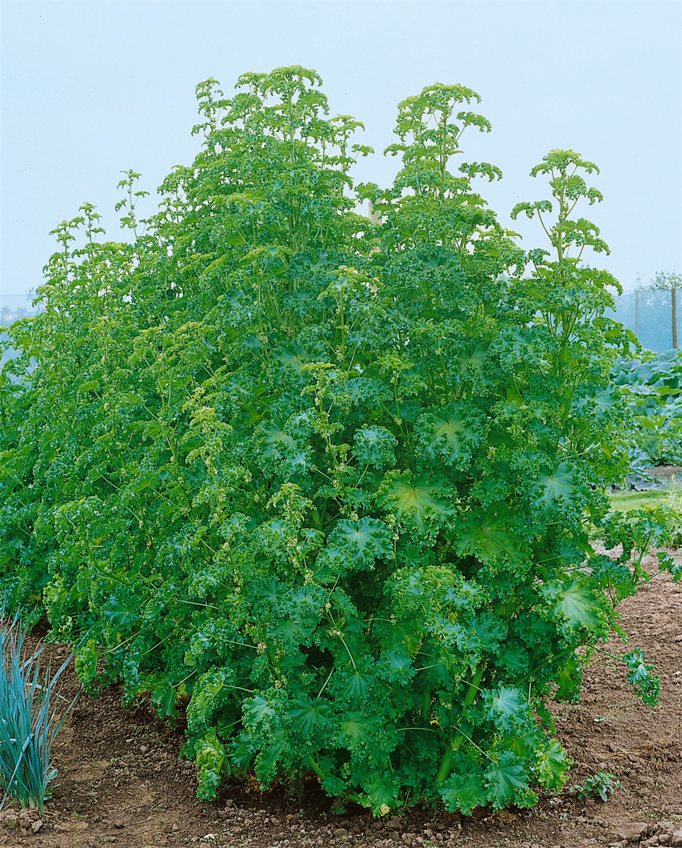 Chenopodium quinoa