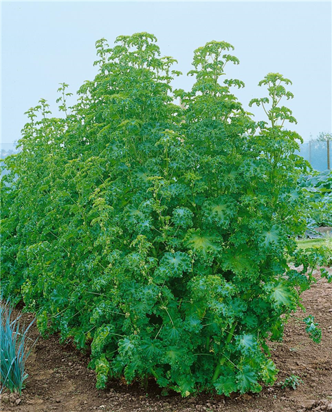 Chenopodium quinoa