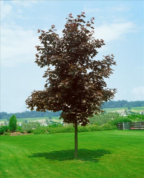 ACER PLATANOIDES FAASSEN'S BLACK