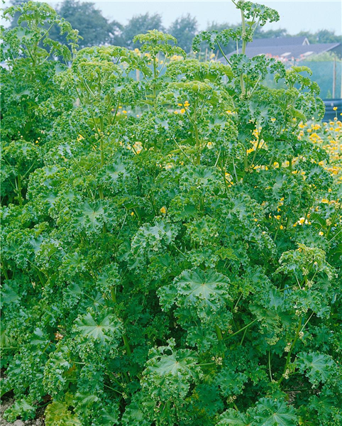 Chenopodium quinoa