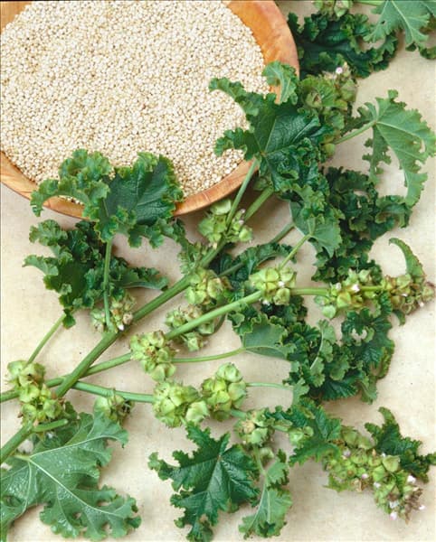 Chenopodium quinoa