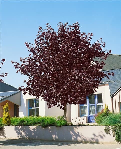 ACER PLATANOIDES FAASSEN'S BLACK