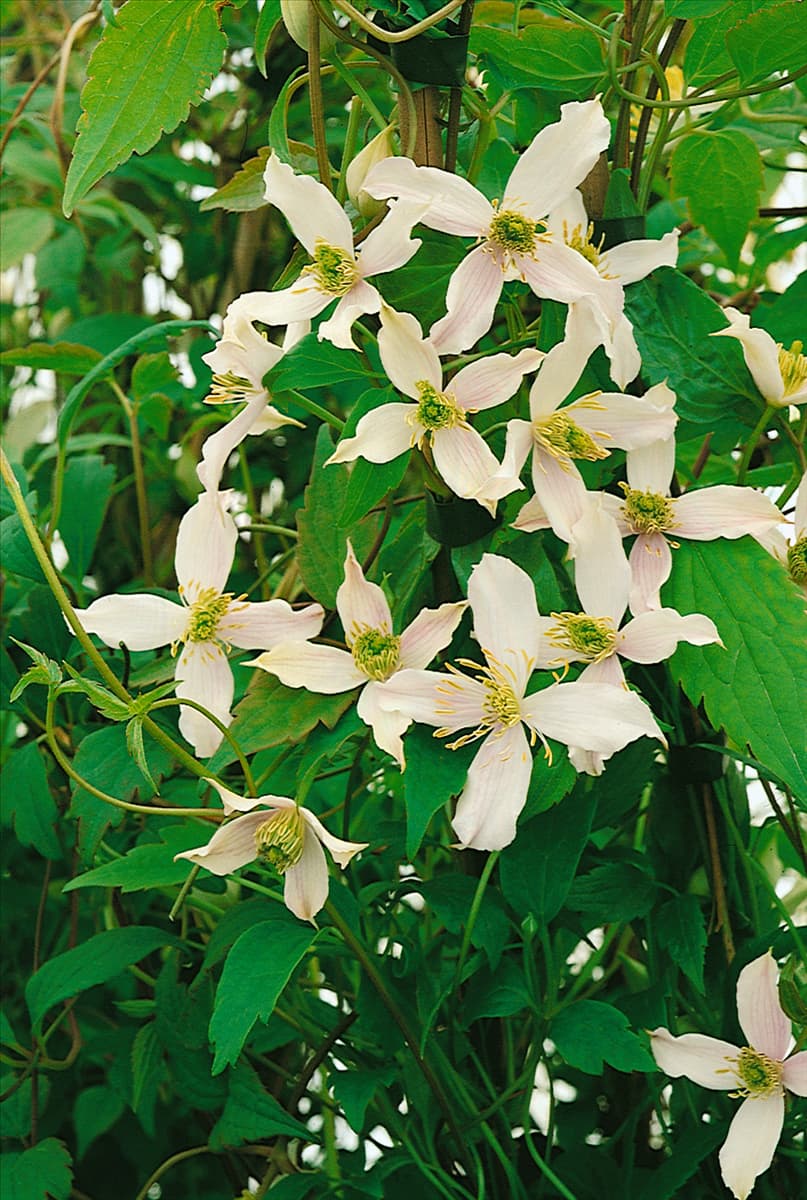 CLEMATIS MONTANA WILSONII