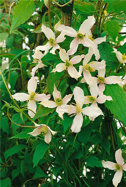 Clematis montana 'Wilsonii'