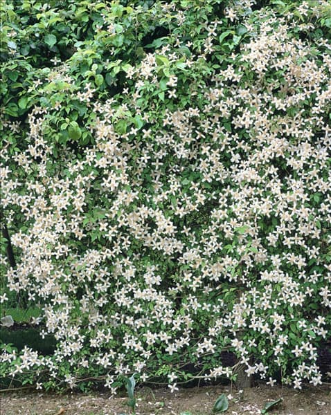 Clematis montana var. wilsonii
