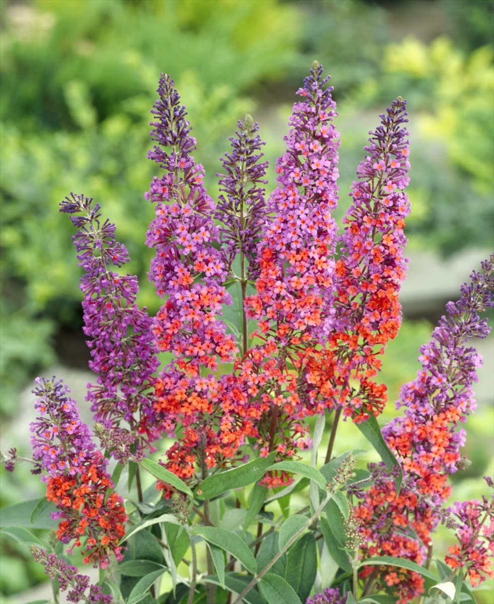 Buddleja Flower Power