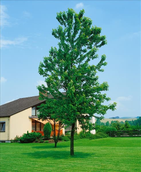 ACER PLATANOIDES FAASSEN'S BLACK
