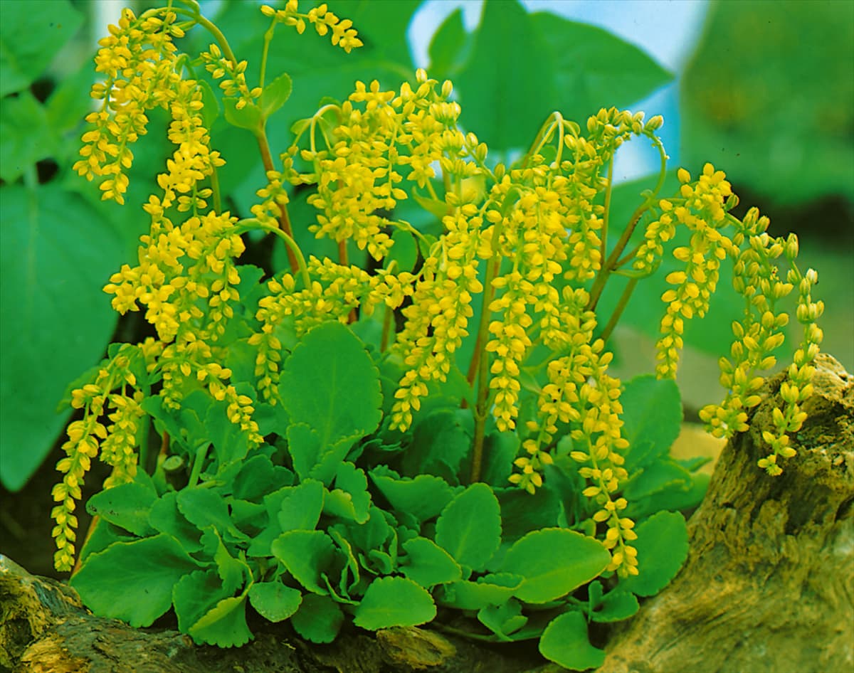 Chiastophyllum oppositifolium