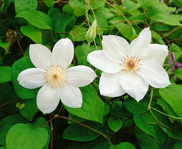 Clematis George Jackman
