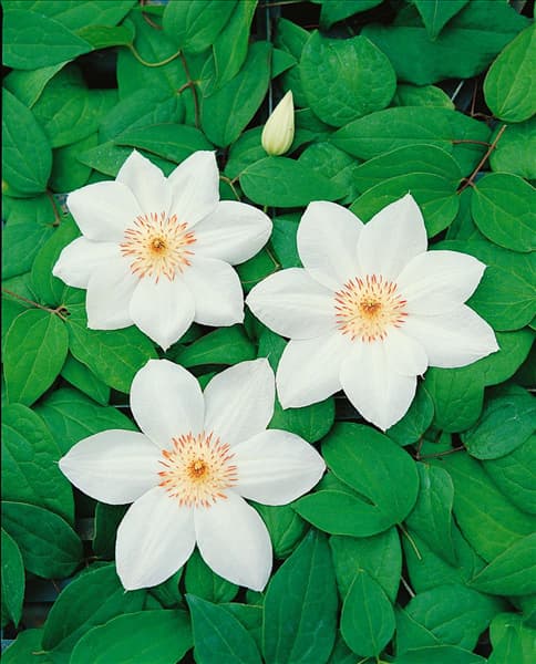 CLEMATIS MRS. GEORGE JACKMANN