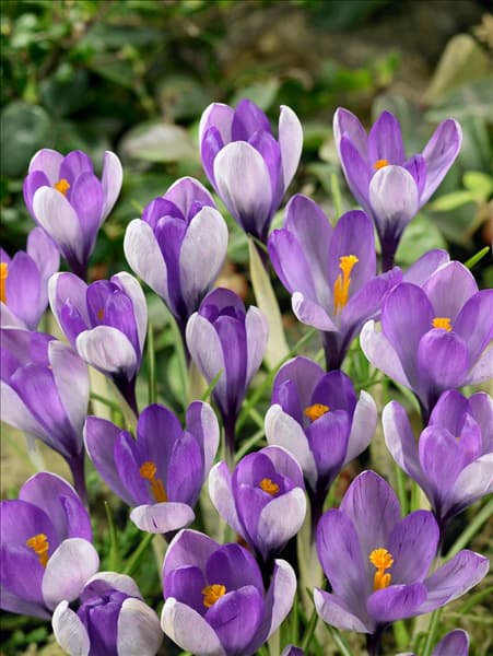 Crocus speciosus Yalta