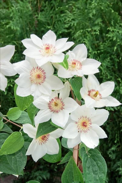 Clematis Mrs. George Jackman