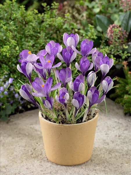 Crocus speciosus Yalta in pot