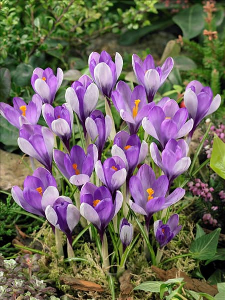 Crocus speciosus Yalta