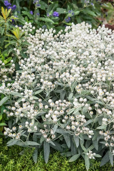 Anaphalis triplinervis
