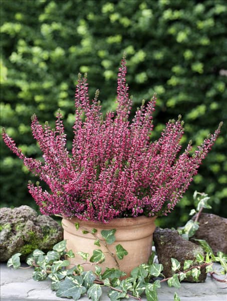 Calluna vulgaris Athene