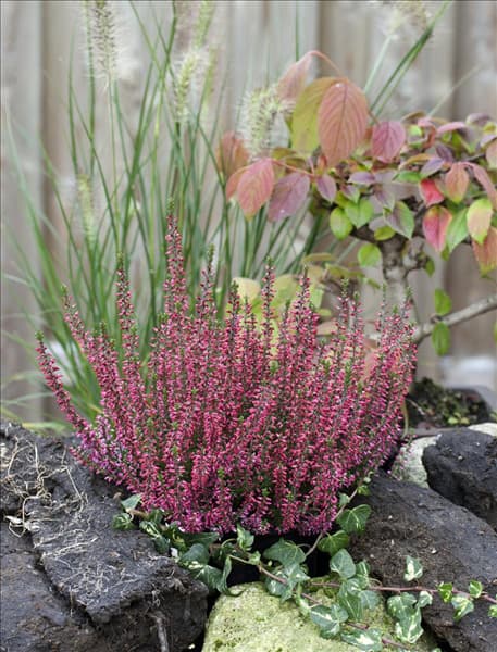 Calluna vulgaris Athene