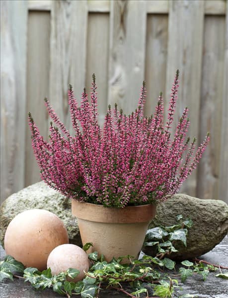 Calluna vulgaris Athene