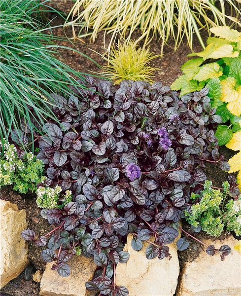 Ajuga reptans 'Mahogany'