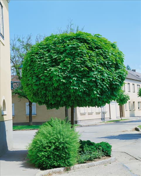 Acer platanoides Globosum