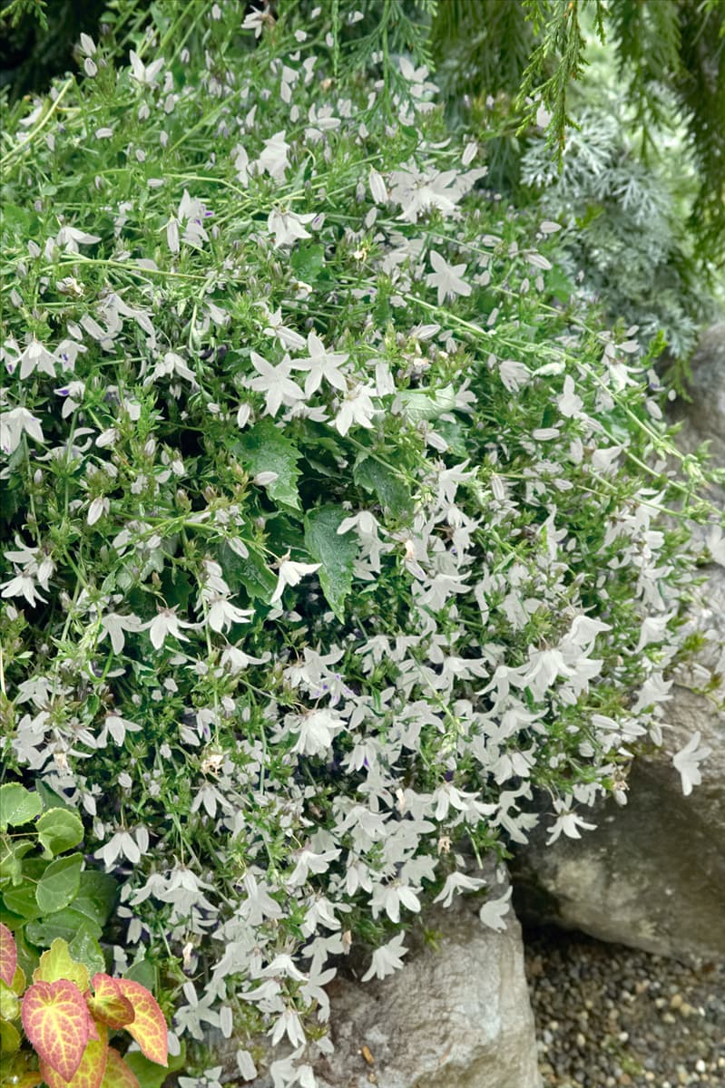 Campanula poscharskyana White Star