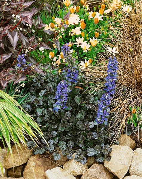 Ajuga Mahogany