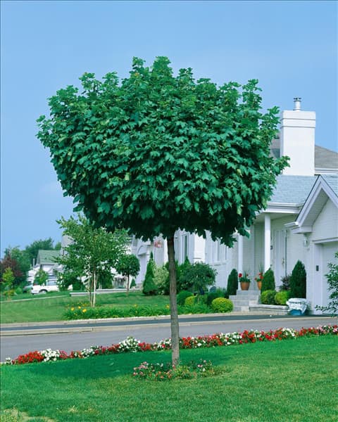Acer platanoides Globosum