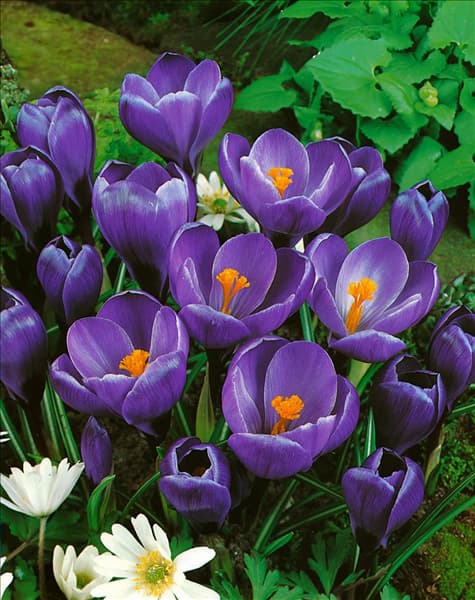 Crocus vernus Early Perfection
