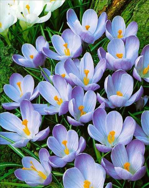 Crocus vernus Queen of the Blues