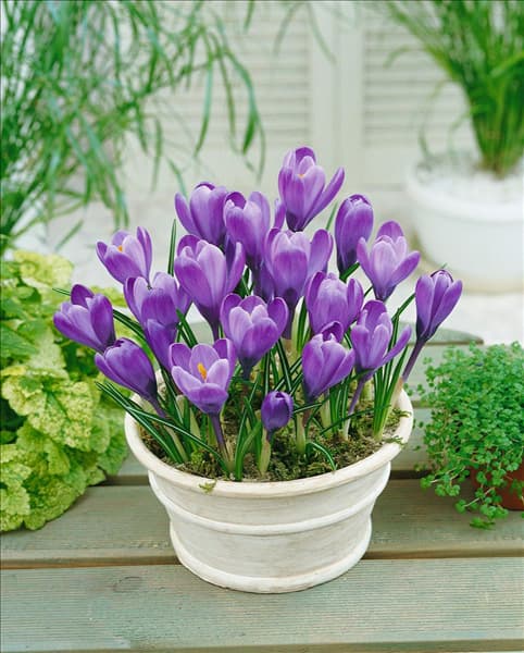 Crocus vernus Remembrance