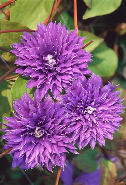 Clematis Multi Blue