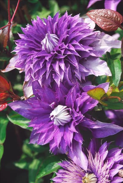 Clematis Multi Blue