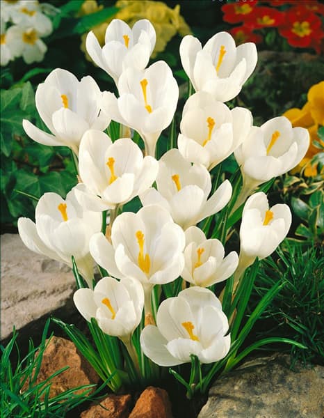 Crocus vernus Jeanne d'Arc