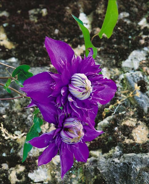 CLEMATIS MULTI BLUE