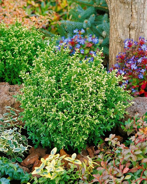 Chamaecyparis pisifera Plumosa Compressa