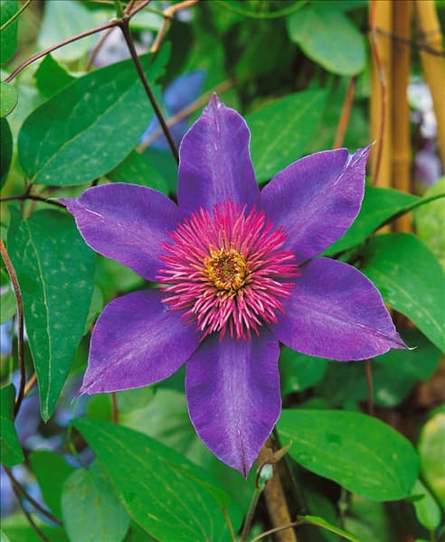 Clematis Multi Blue