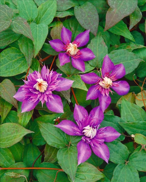 Clematis Multi Blue