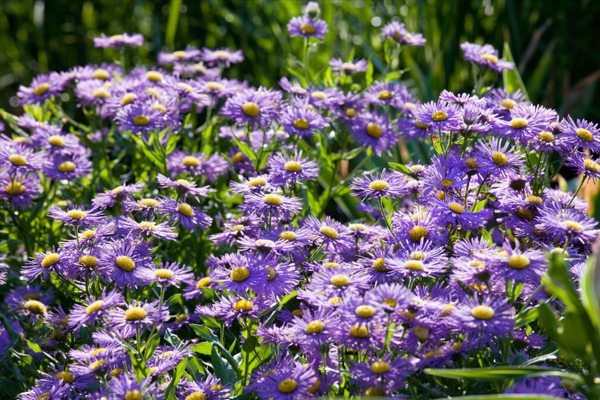 Aster novi-belgii