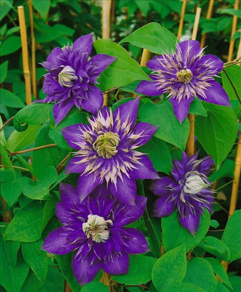 CLEMATIS MULTI BLUE