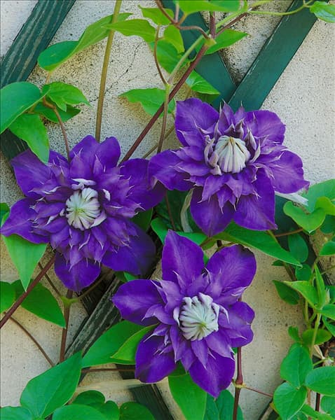 Clematis Multi Blue