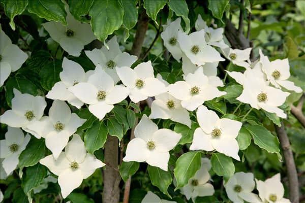 Cornus kousa Milky Way