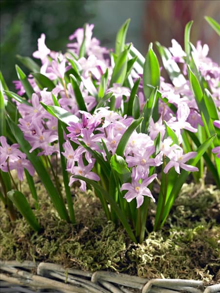 Chionodoxa forbesii Pink Giant