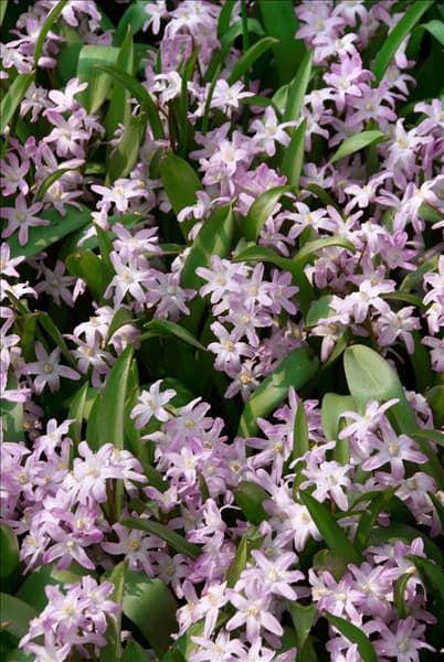Chionodoxa forbesii Pink Giant