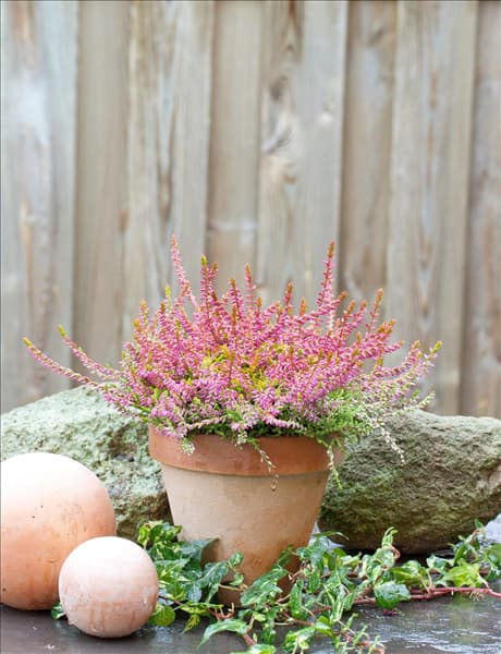 Calluna vulgaris Bonita