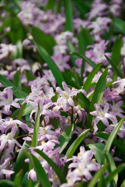 Chionodoxa forbesii Pink Giant