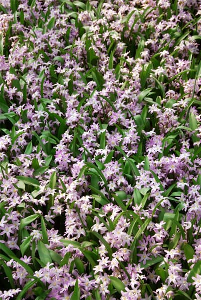 Chionodoxa forbesii Pink Giant