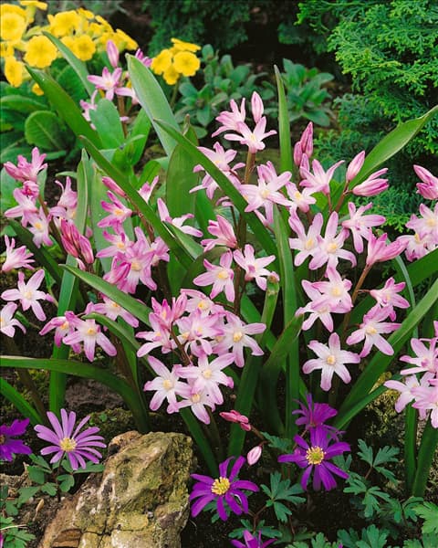 Chionodoxa forbesii Pink Giant