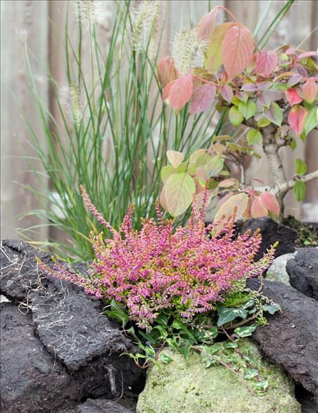 Calluna vulgaris Bonita